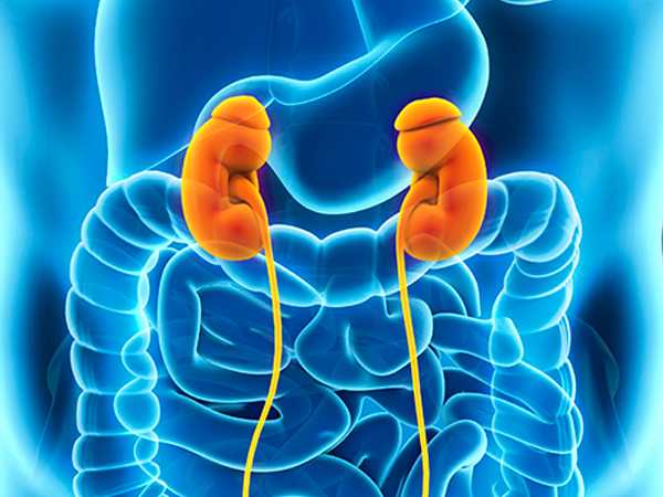 Renal Ultrasound